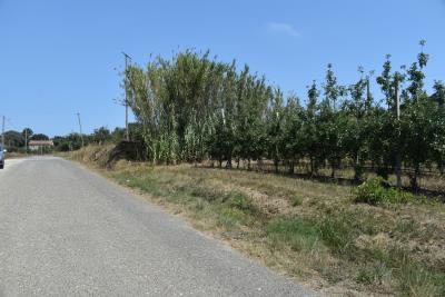 DSC_0204--2-