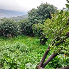 Lapithos-6-855--11--