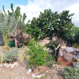 Agathias-6-943--15-