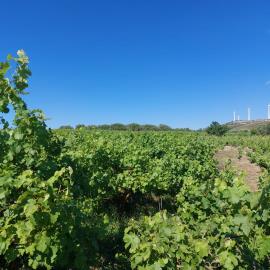 Chnadras-6-970--13-