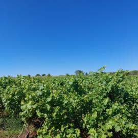 Chnadras-6-970--14-