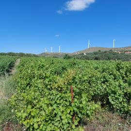Chnadras-6-970--15-