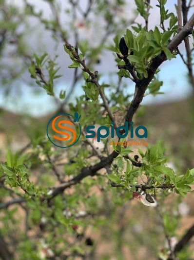 Image No.34-Propriété à vendre à Águilas