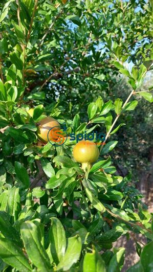 Image No.24-Maison de campagne de 3 chambres à vendre à Águilas