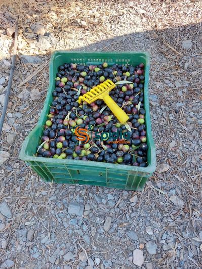 Image No.30-3 Bed Country House for sale