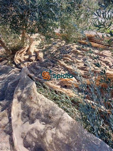 Image No.36-3 Bed Country House for sale