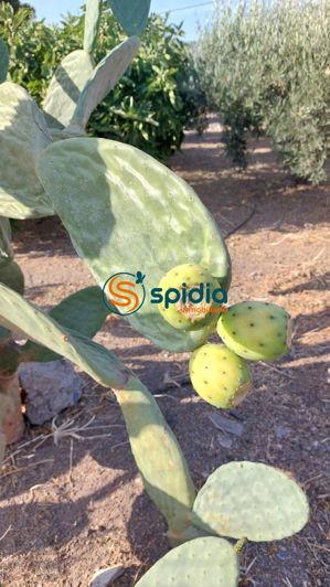 Image No.42-Maison de campagne de 3 chambres à vendre à Águilas