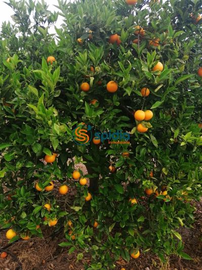 Image No.46-3 Bed Country House for sale