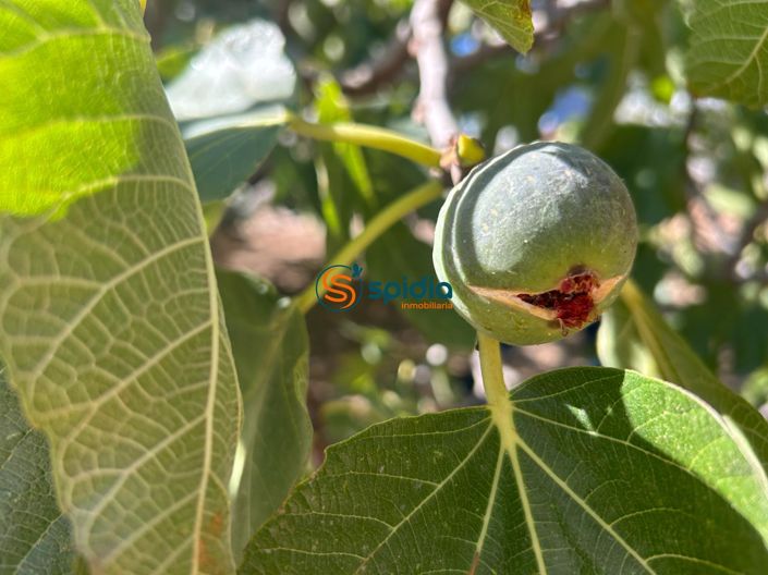 Image No.22-3 Bed Country House for sale