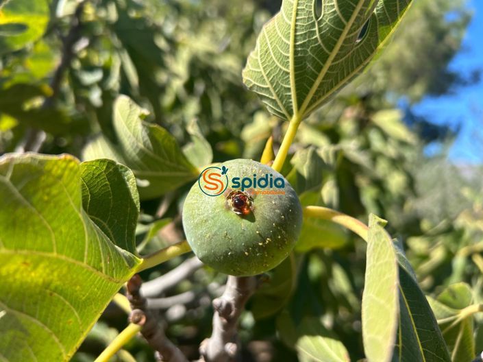 Image No.23-3 Bed Country House for sale