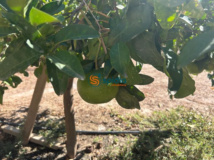 Image No.24-3 Bed Country House for sale