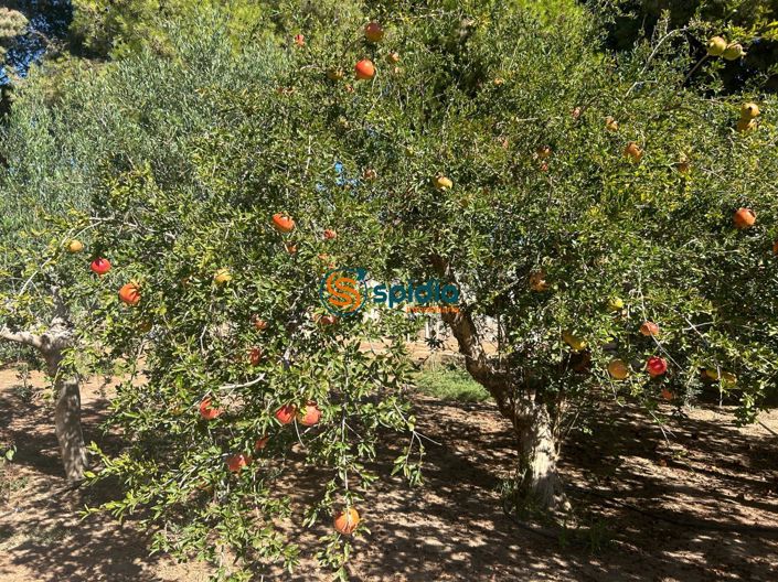 Image No.26-Maison de campagne de 3 chambres à vendre à Águilas