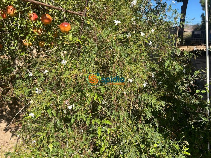 Image No.27-3 Bed Country House for sale