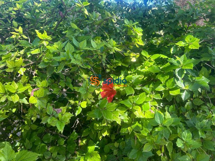 Image No.34-Maison de campagne de 3 chambres à vendre à Águilas