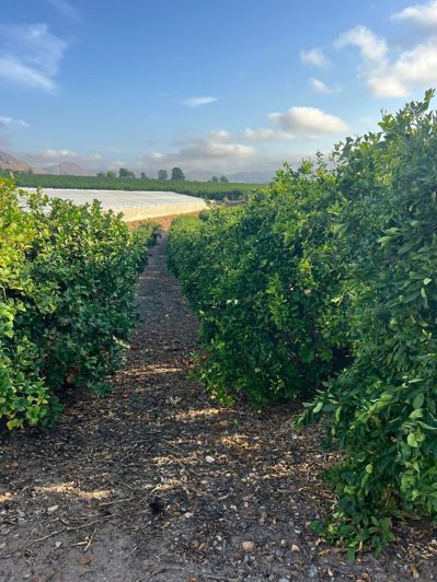 Image No.15-3 Bed Country House for sale