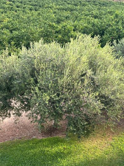 Image No.28-3 Bed Country House for sale