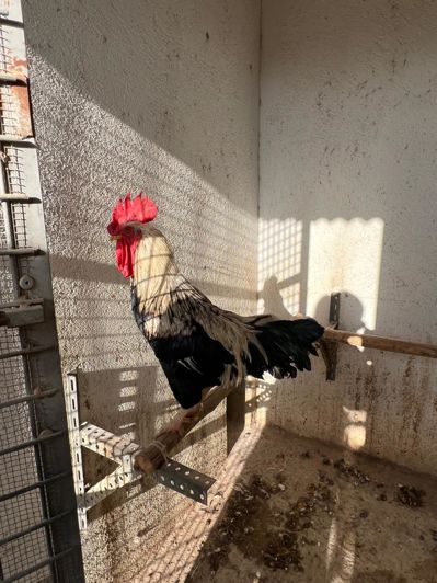 Image No.47-3 Bed Country House for sale