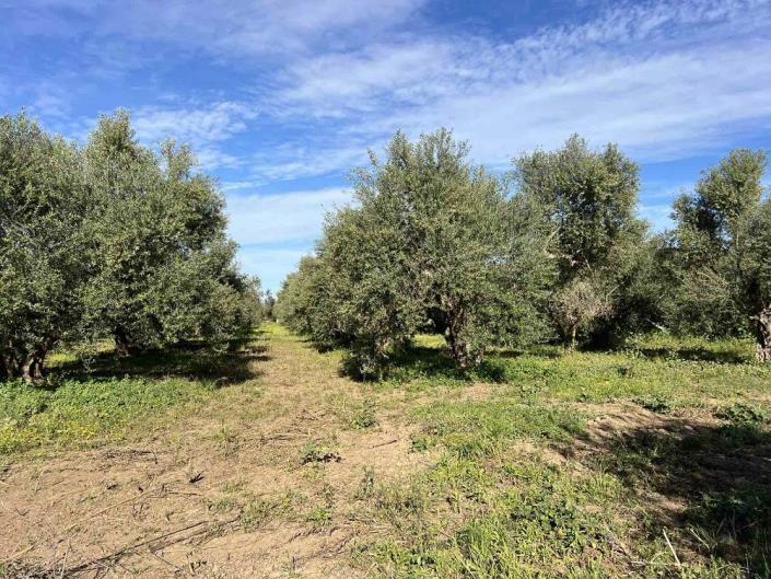 Image No.7-Terrain à vendre à Gialova