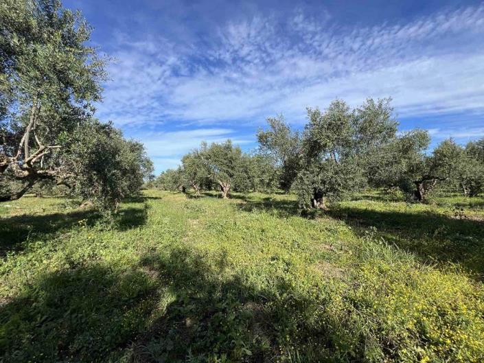 Image No.10-Terrain à vendre à Gialova