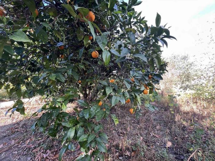 Image No.13-Terrain à vendre à Gialova