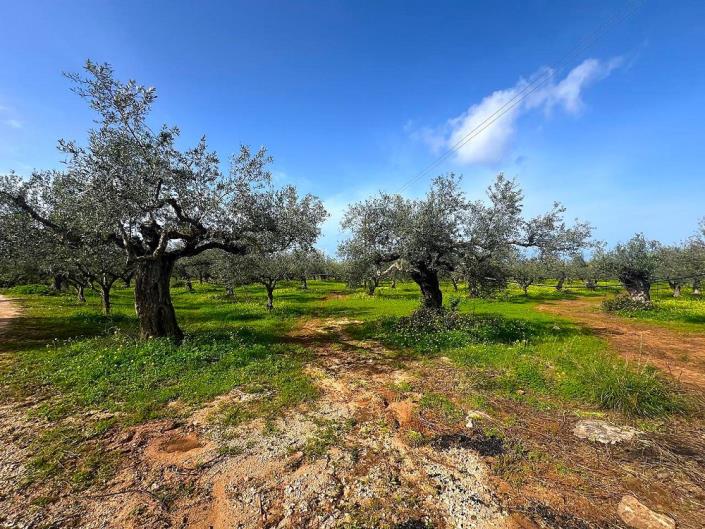 Image No.8-Plot for sale