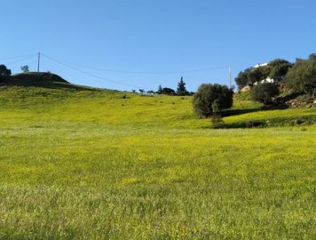 field