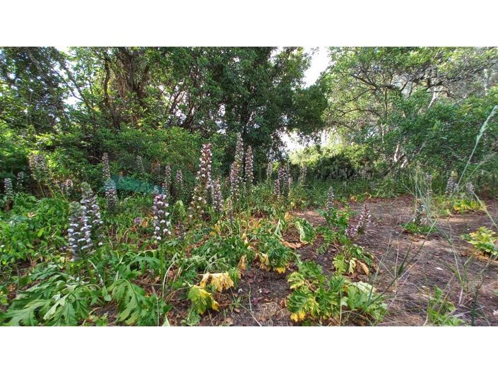 Image No.16-Ferme de 3 chambres à vendre à Loule