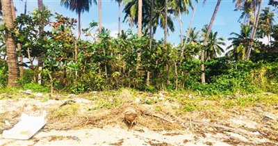 koh-samui-beachfront-land-for-sale-hua-thanon