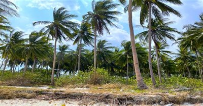 koh-samui-beachfront-land-for-sale-hua-thanon
