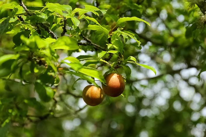 Image No.15-2 Bed Country House for sale