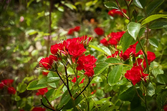 Image No.18-2 Bed Country House for sale