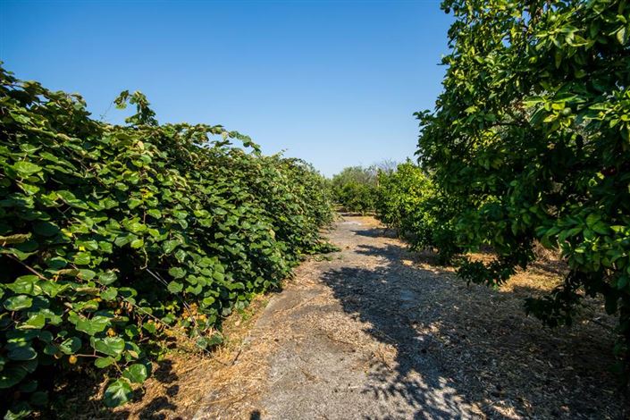 Image No.13-Terre à vendre à Artemida