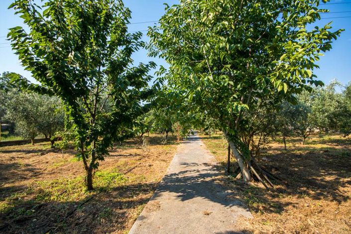 Image No.30-Terre à vendre à Artemida