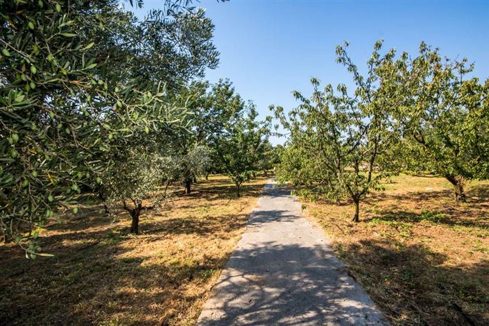 Image No.4-Terre à vendre à Artemida