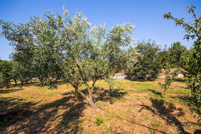 Image No.5-Terre à vendre à Artemida