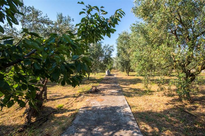 Image No.6-Terre à vendre à Artemida