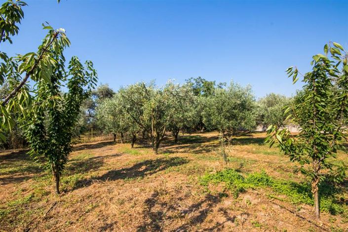 Image No.7-Terre à vendre à Artemida