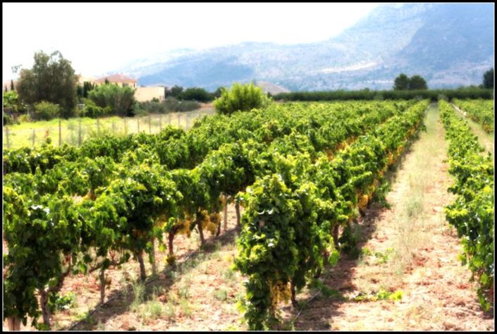 Image No.9-Penthouse de 3 chambres à vendre à Elche