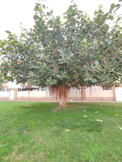 Image No.36-2 Bed Apartment for sale