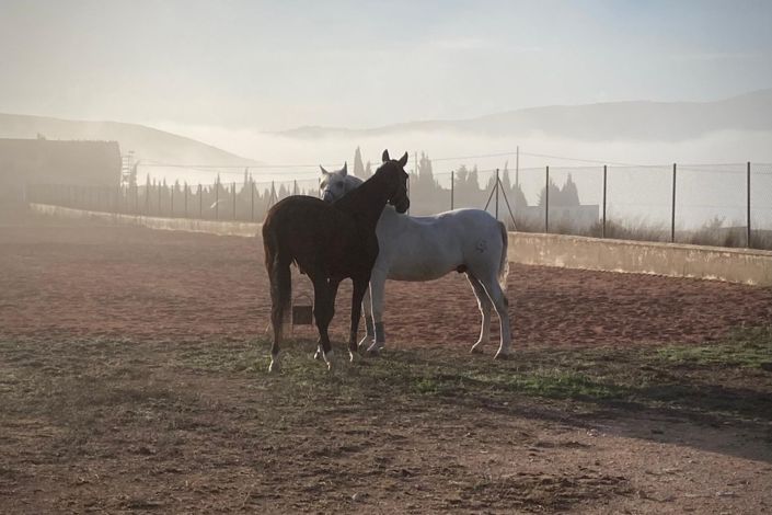 Image No.3-Propriété de pays de 3 chambres à vendre à Torre del Rico
