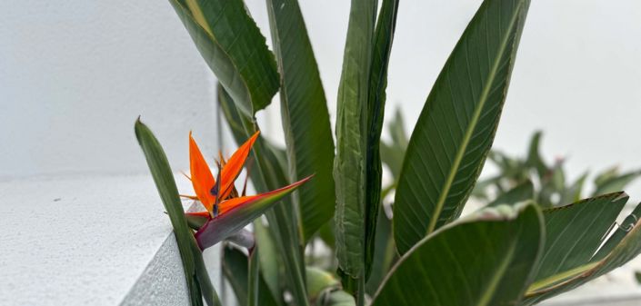 Image No.12-Villa de 4 chambres à vendre à Torrevieja