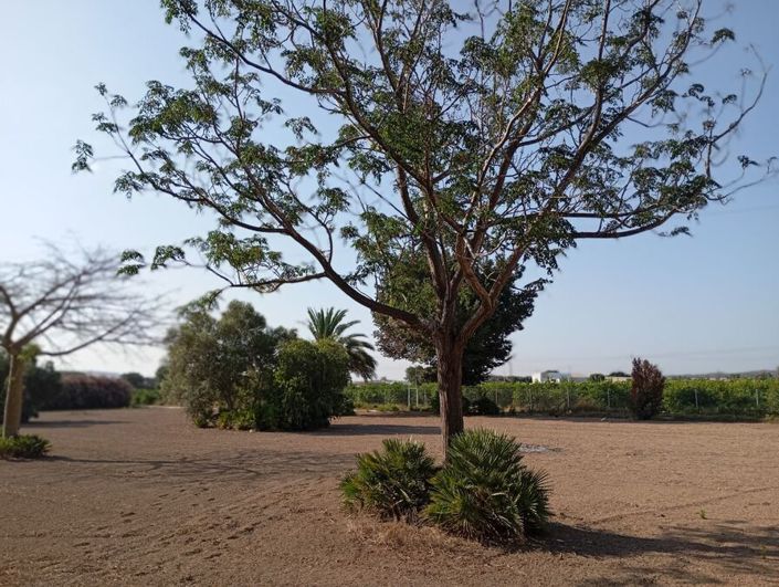 Image No.4-Villa de 4 chambres à vendre à Daya Nueva