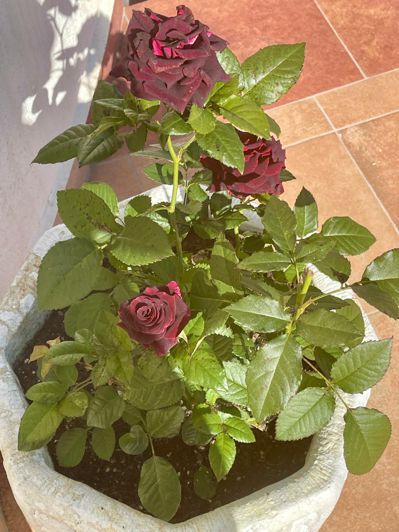 Image No.33-4 Bed Villa for sale