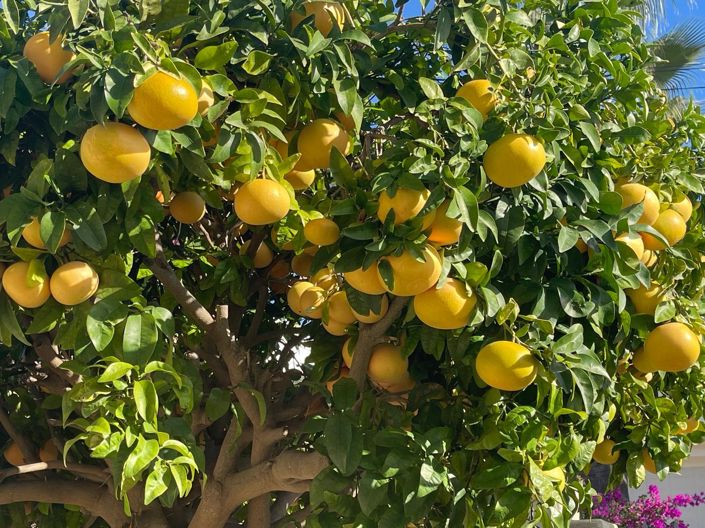 Image No.37-4 Bed Villa for sale