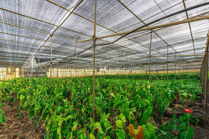 Image No.39-Plot for sale