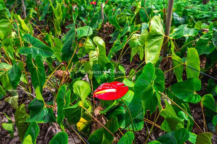 Image No.40-Terrain à vendre à Espagne