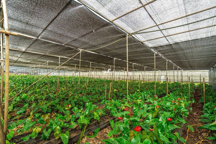 Image No.46-Plot for sale