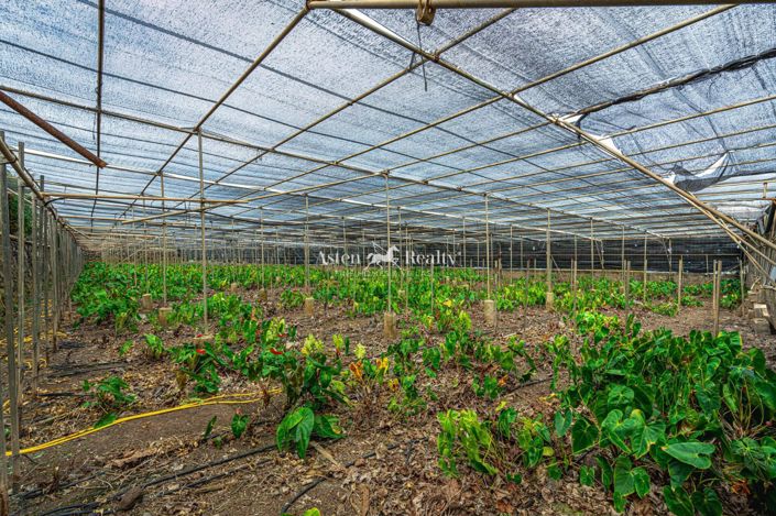 Image No.50-Plot for sale