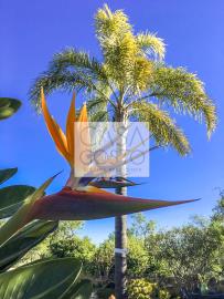 Terras-01--19-