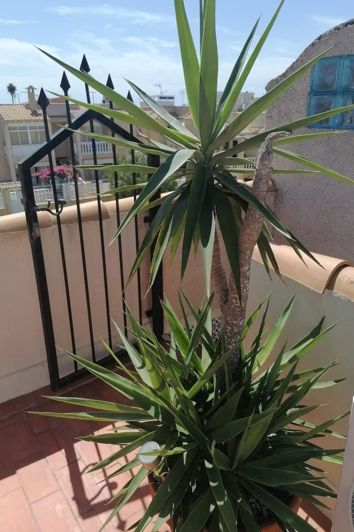 Image No.4-Appartement de 2 chambres à vendre à Torrevieja